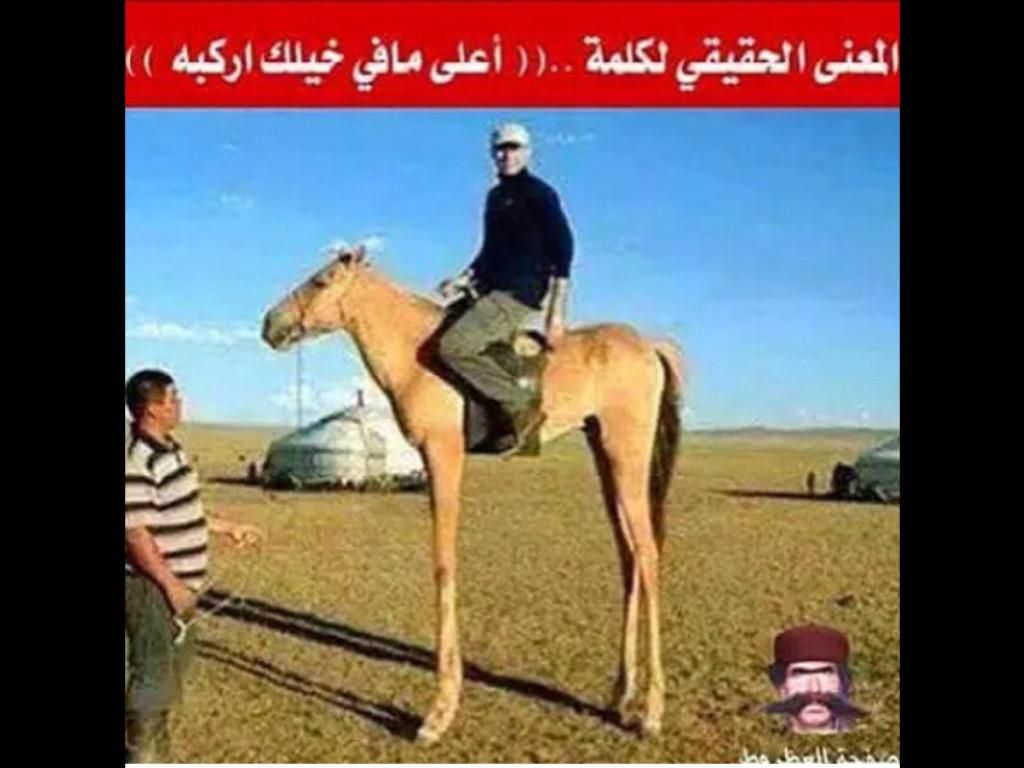 tall horse?